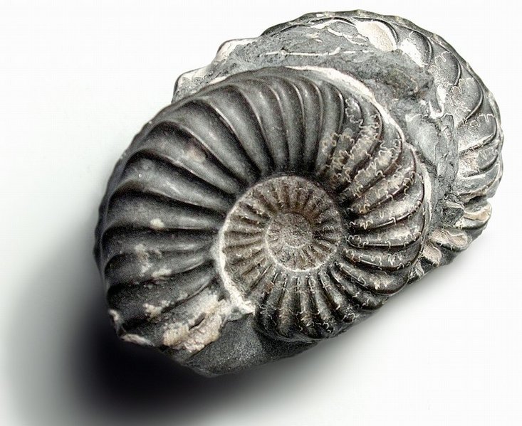 Fossil of Erfoud